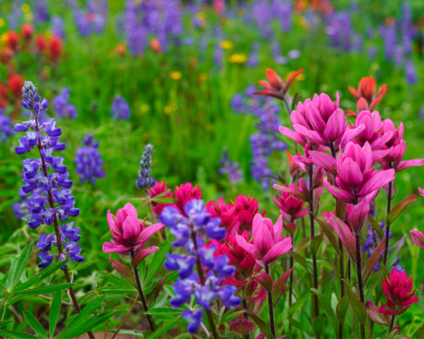 Breckenridge Wildflower Week events for Sunday July 5, 2026